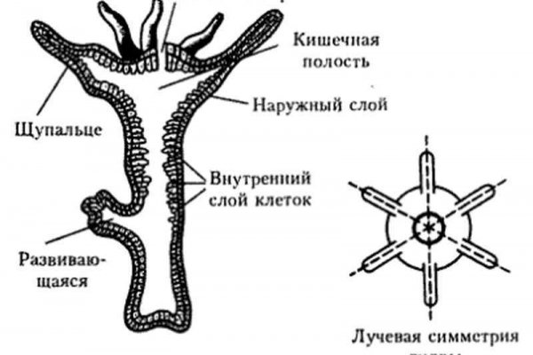 Kraken onion ссылка