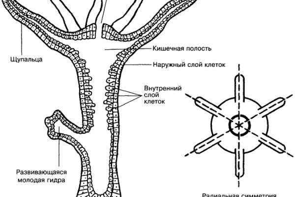 Кракен телегрф